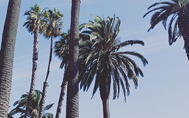 Palm Trees