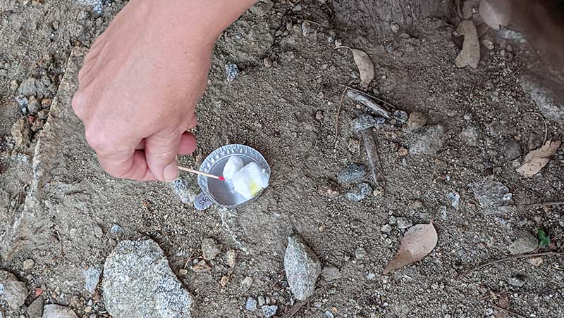 A student collects a sample from an ant colony